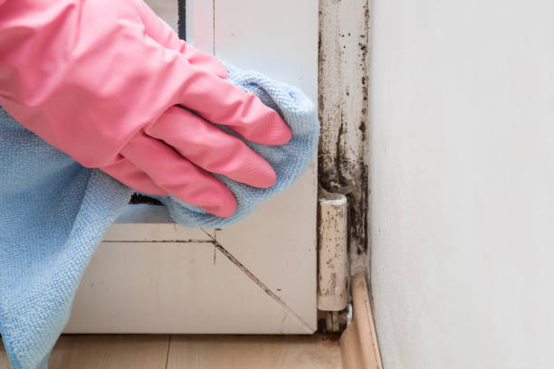 Why You Should Choose Our Mold Remediation Services in Dulce, NM